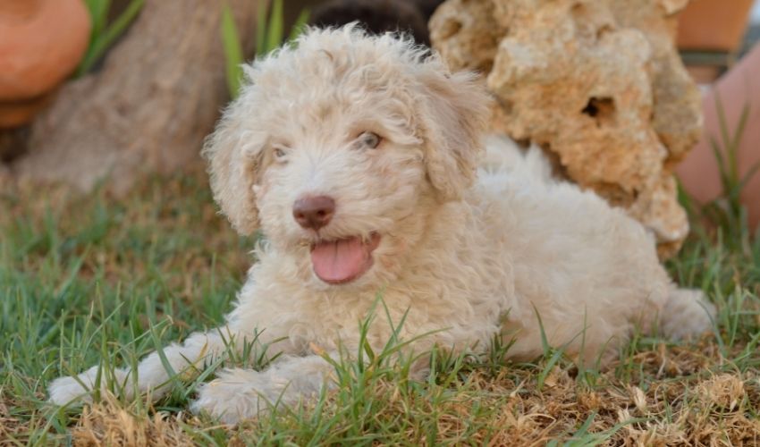 Expert Tips for Training Bakharwal Puppies: A Step-by-Step Guide to Getting Started